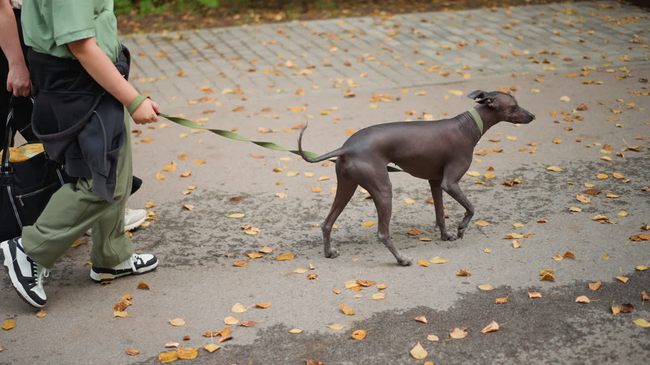 Reluctant Dog Pausing On LeafStrewn Path, Leashed Canine Glances Back Toward Owner, Human Legs And Sneakers Visible, Autumn Leaves On Pavement, Gentle Leash Tension And Uncertain Stride