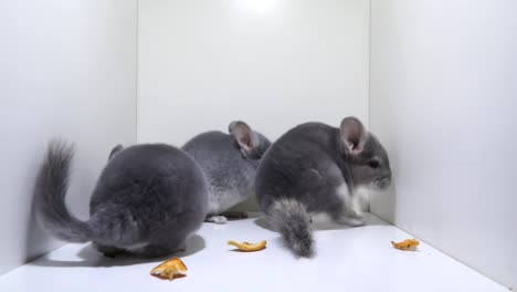 closeup of three chinchillas feeding on dried fruit, white background