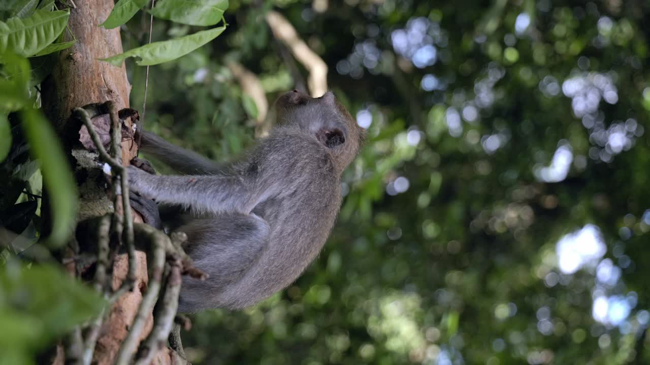 un mono jugando con una flor en el "bosque de monos" de bali.
