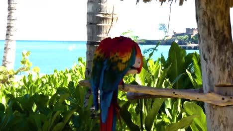 el guacamayo rojo y verde, ara chloropterus, limpiando sus plumas en la bahía de taino, puerto plata, república dominicana