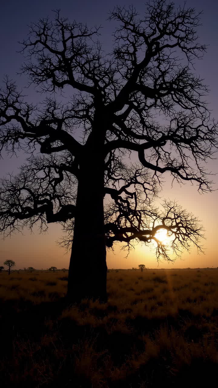 Silhouette of a Baobab Tree at Sunset