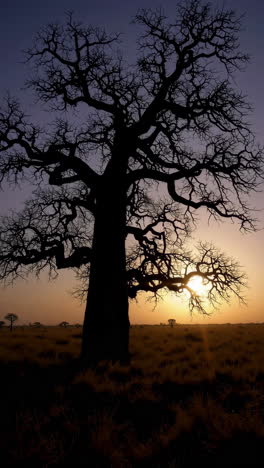 silhouette of a baobab tree at sunset