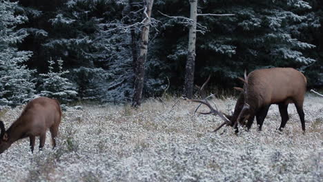 Großer-Stier,-Der-Während-Der-Brunft-Auf-Schneebedeckter-Wiese-Steht-Und-Zusammen-Isst,-Jaspis-Nationalpark,-Kanada,-Nahaufnahme-Pfanne