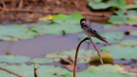 a small fast moving bird which is found almost everywhere in the world, most of the time flying around to catch some small insects