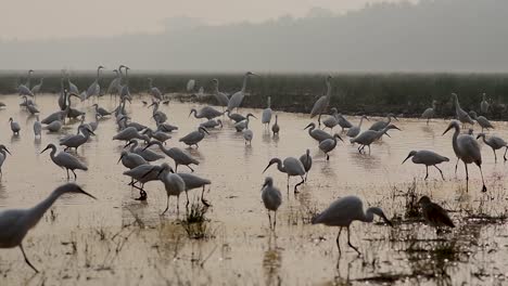 Vogelschwarm-Am-Seeufer-Ein-Weitschuss