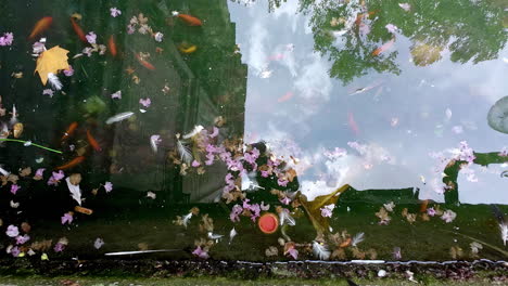 goldfish or koi fish in a pond with leaves and debris floating on the water