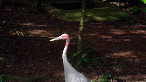 the sarus crane, grus antigone is a large non-migratory crane found in singapore