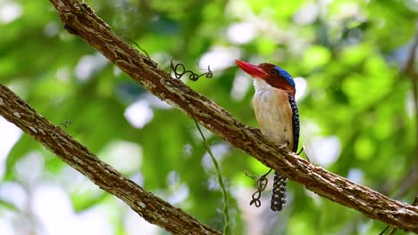 a tree kingfisher and one of the most beautiful birds found in thailand within tropical rain-forests