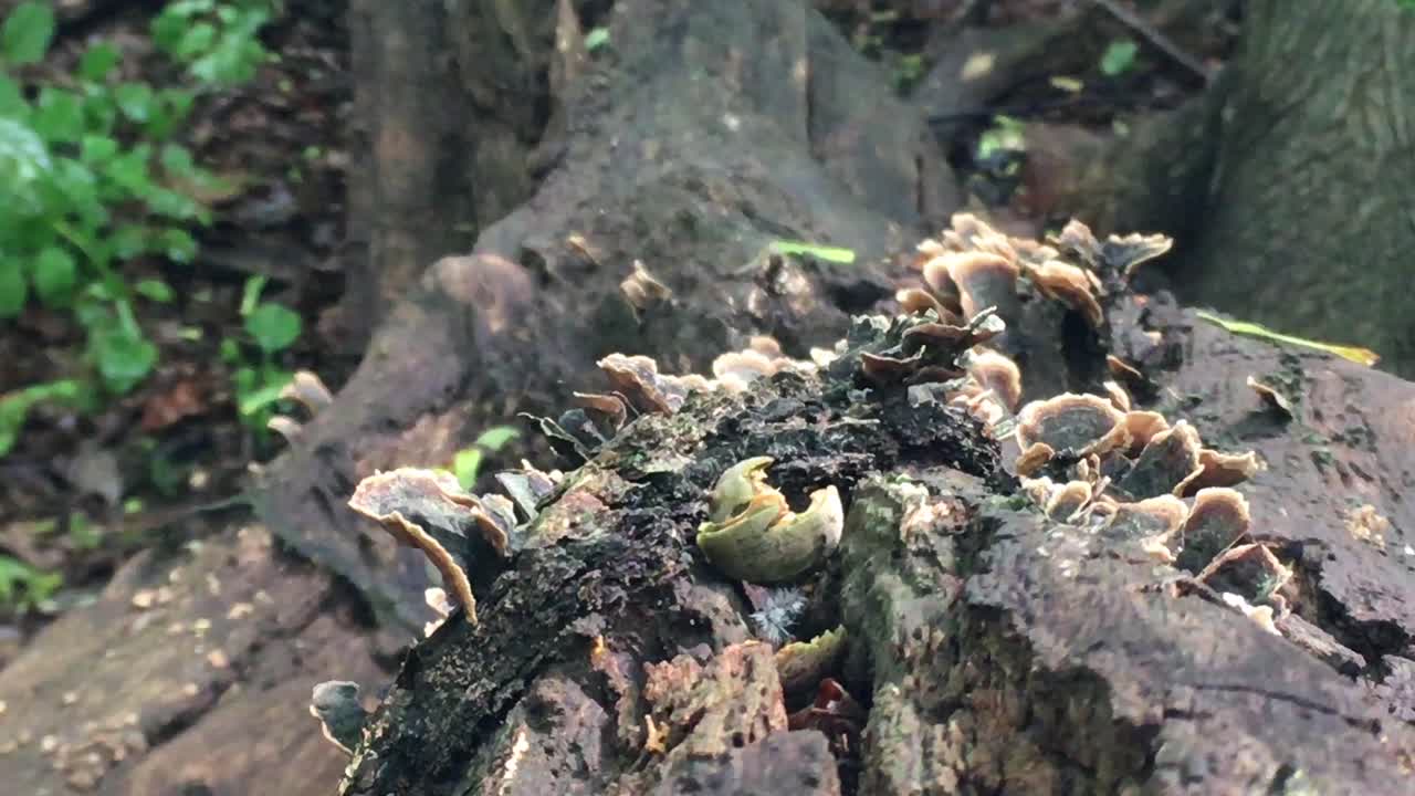 Unedged Mushroom growth on fallen tree, zoom in