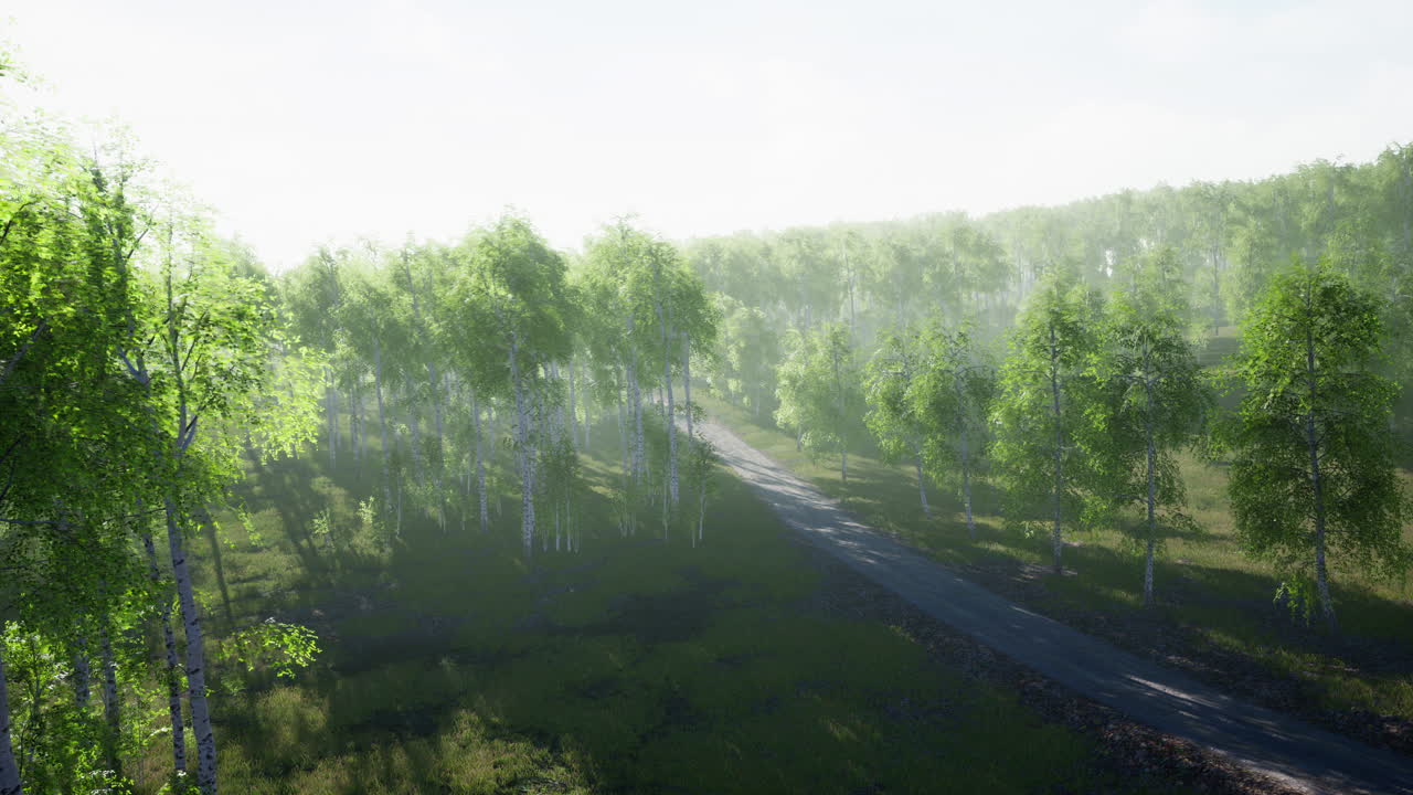 여름 숲을 가로질러  ⁇ 은 길