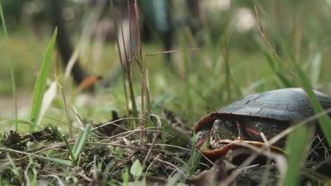 Biker-biking-towards-painted-turtle-on-wooded-path