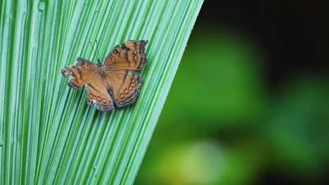 butterfly resting on a green leaf