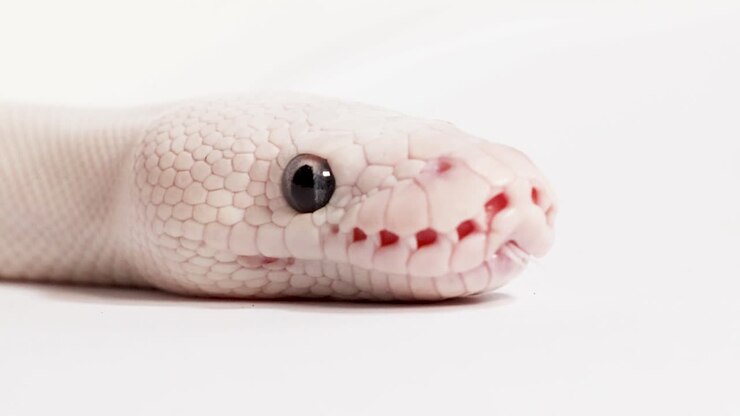 Albino kongepython ligger på hvid studieoverflade, mens tungen bevæger sig langsomt i makro-nærbillede