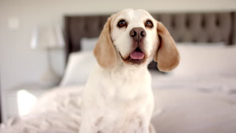 senior woman sitting on bed, petting her happy dog