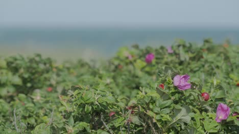 flor morada con playa y mar de fondo