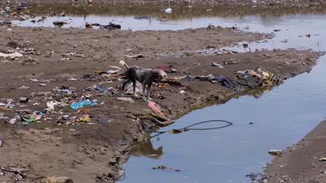 Stray-dog-standing-at-the-waters-edge-on-a-polluted-beach-covered-with-plastic-bottle,-rubbish-and-other-household-trash,-environmental-disaster