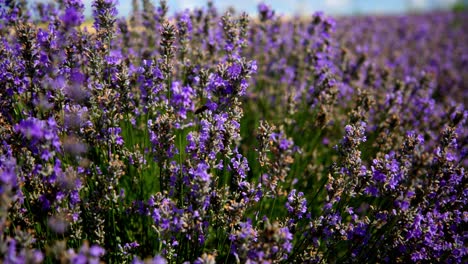 bees pollinating on lavender flowers in a field