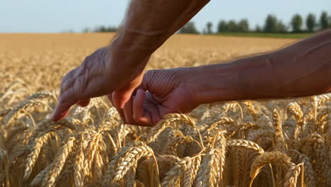 a farmer's hands inspecting ripe wheat in a golden field
