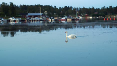 lonely swan swimming in a lake