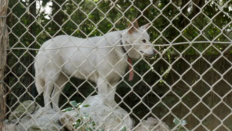 Gefangener-Weißer-Dingo,-Der-Auf-Einem-Felsen-Steht