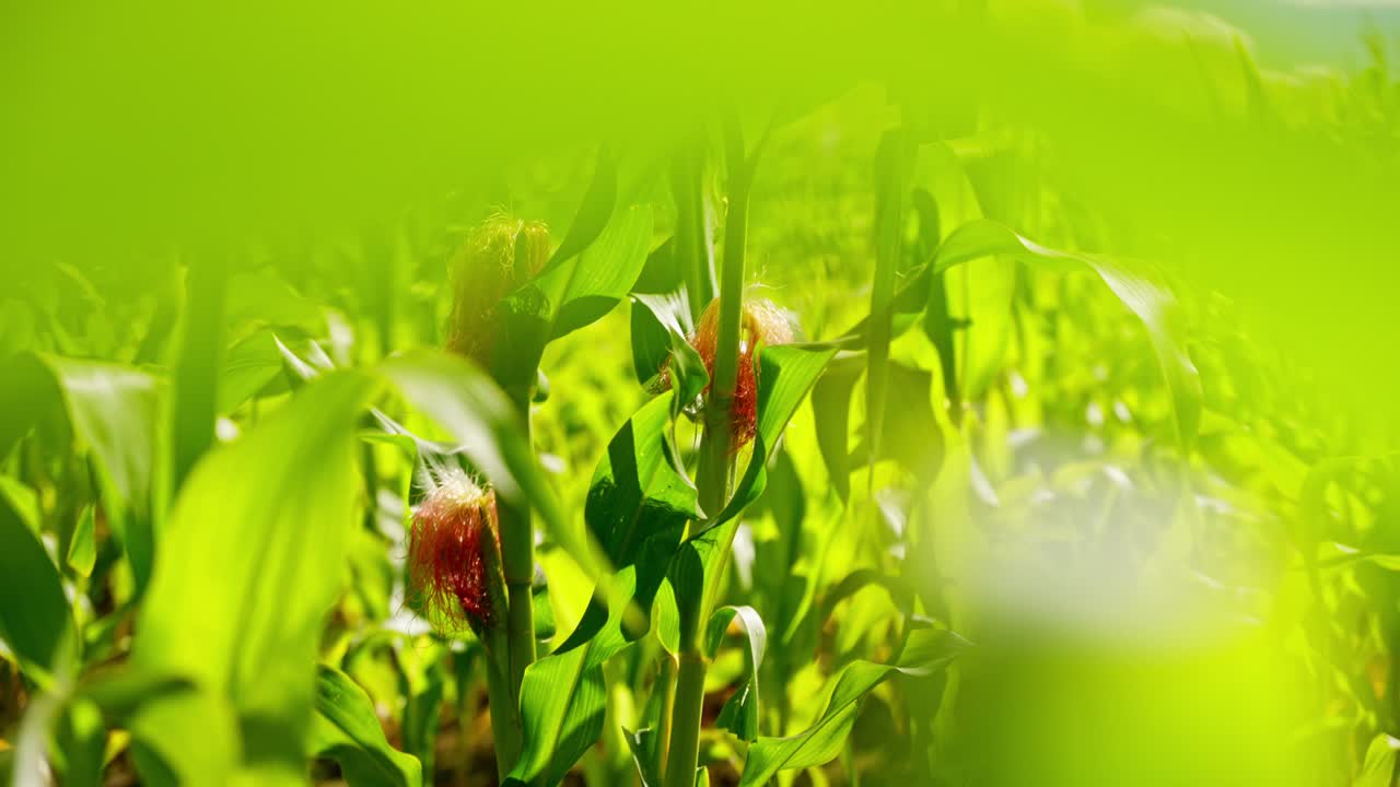 Vibrant cornfield on sunny day symbolizing growth and prosperity