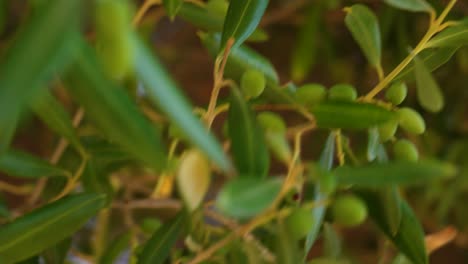 Olive-tree-farm