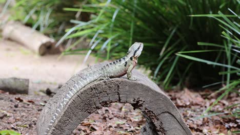 lagarto tomando el sol en un tronco en un entorno natural