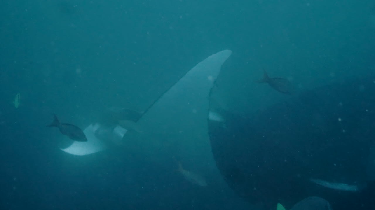 Moving shot of manta ray in the sea, underwater camera