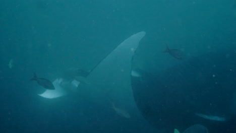 Moving-shot-of-manta-ray-in-the-sea,-underwater-camera