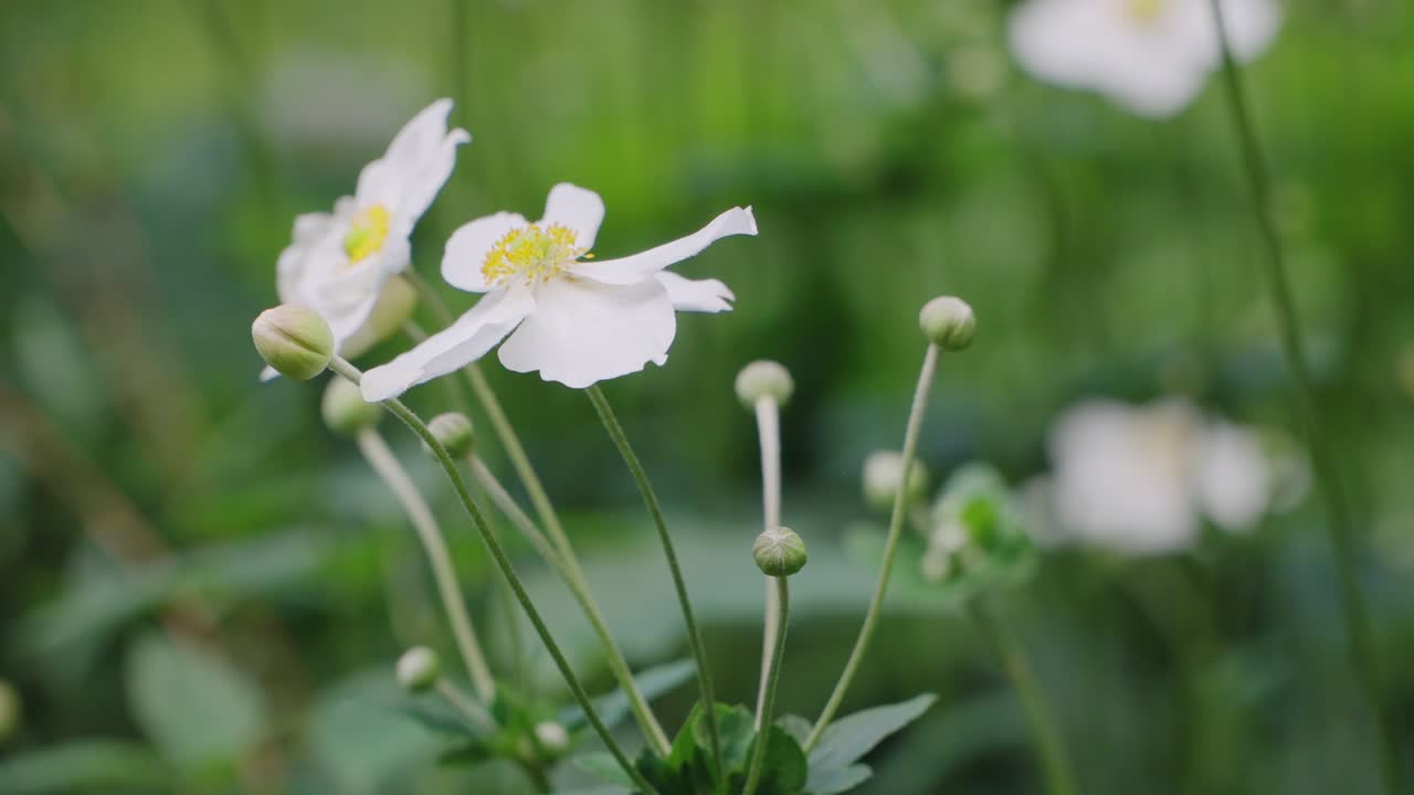 글래스톤베리 성스러운 가시 나무 바람이 부는 여름 날, 영국 4k