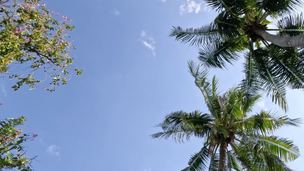 은 파란 하늘 아래 부드럽게 흔들리는 종려나무