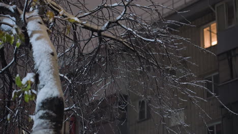 snow-covered tree branches in foreground with dim light streaming from residential windows in background, creating a serene winter evening atmosphere