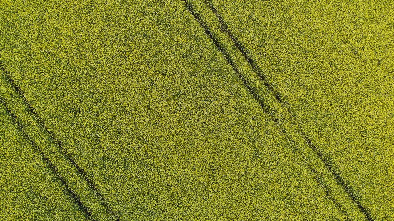 huellas de ruedas en la vista superior aérea del campo de colza floreciente