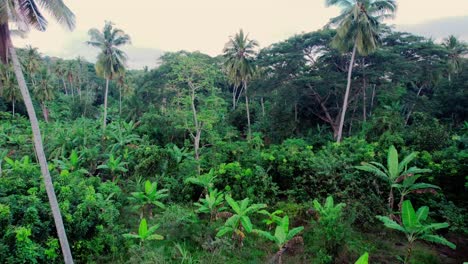 Antena-Yendo-Entre-Diferentes-Cocoteros-Y-Plátanos-En-La-Selva