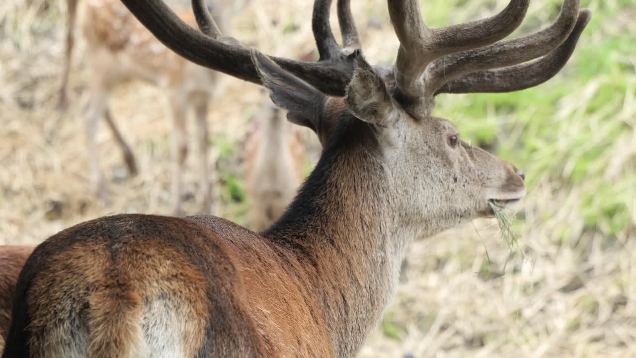 majestuoso ciervo marrón con cuernos como coronas intrincadamente elaboradas