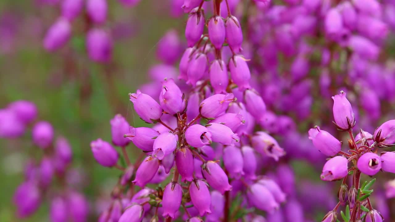 un primer plano de las flores del brezo, erica cinerea
