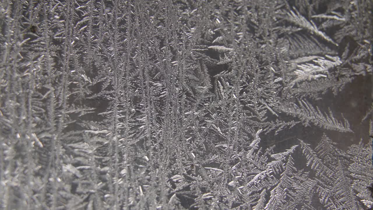 소나무 에 있는 눈 조각 들 을 더 자세히 보십시오