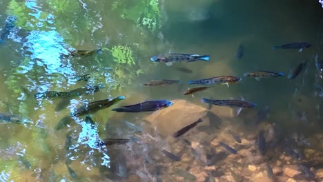 tranquil pond with fishes in the garden of gua kek look tong in ipoh, malaysia. close-up shot