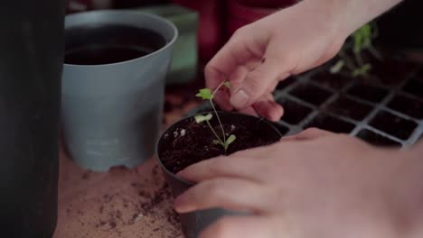 gardeners hand transplanting seedlings on pot