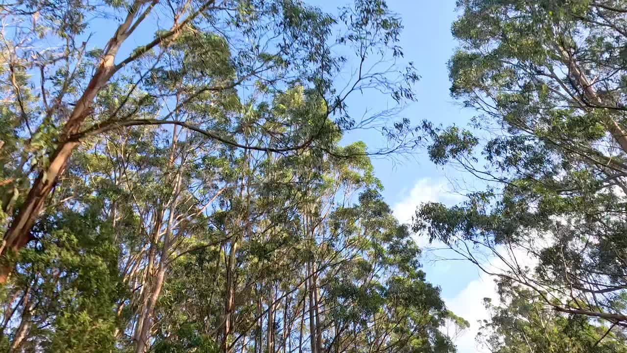 은 파란 하늘을 배경으로 유칼립투스 나무