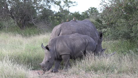 A-mother-White-Rhino-and-her-calf-grazing-peacefully-on-the-tall-grass-in-Africa