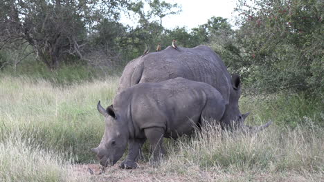 a mother white rhino and her calf grazing peacefully on the tall grass in africa