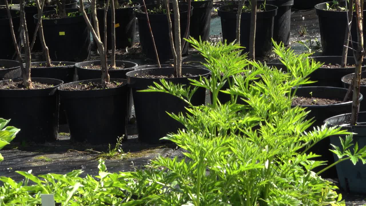 plántulas puestas en macetas en el vivero