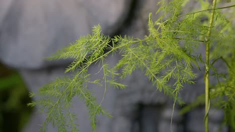 close up macro of a asparagus fern