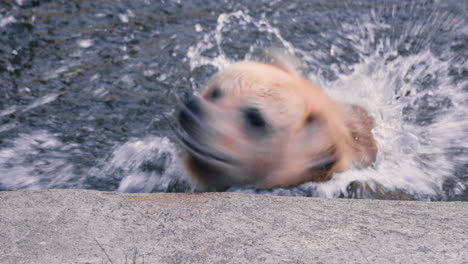 Braunbär-In-Einem-Pool,-Der-Das-Wasser-Seines-Fells-Schüttelt,-An-Einem-Sonnigen-Sommertag---Ursus-Arctos---Statische-Ansicht