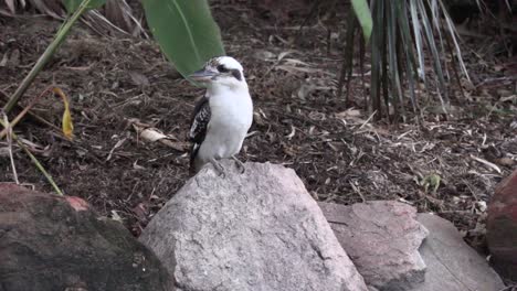 Kookaburra-Zwischen-Bäumen-Im-Hinterhof-4k-Uhd