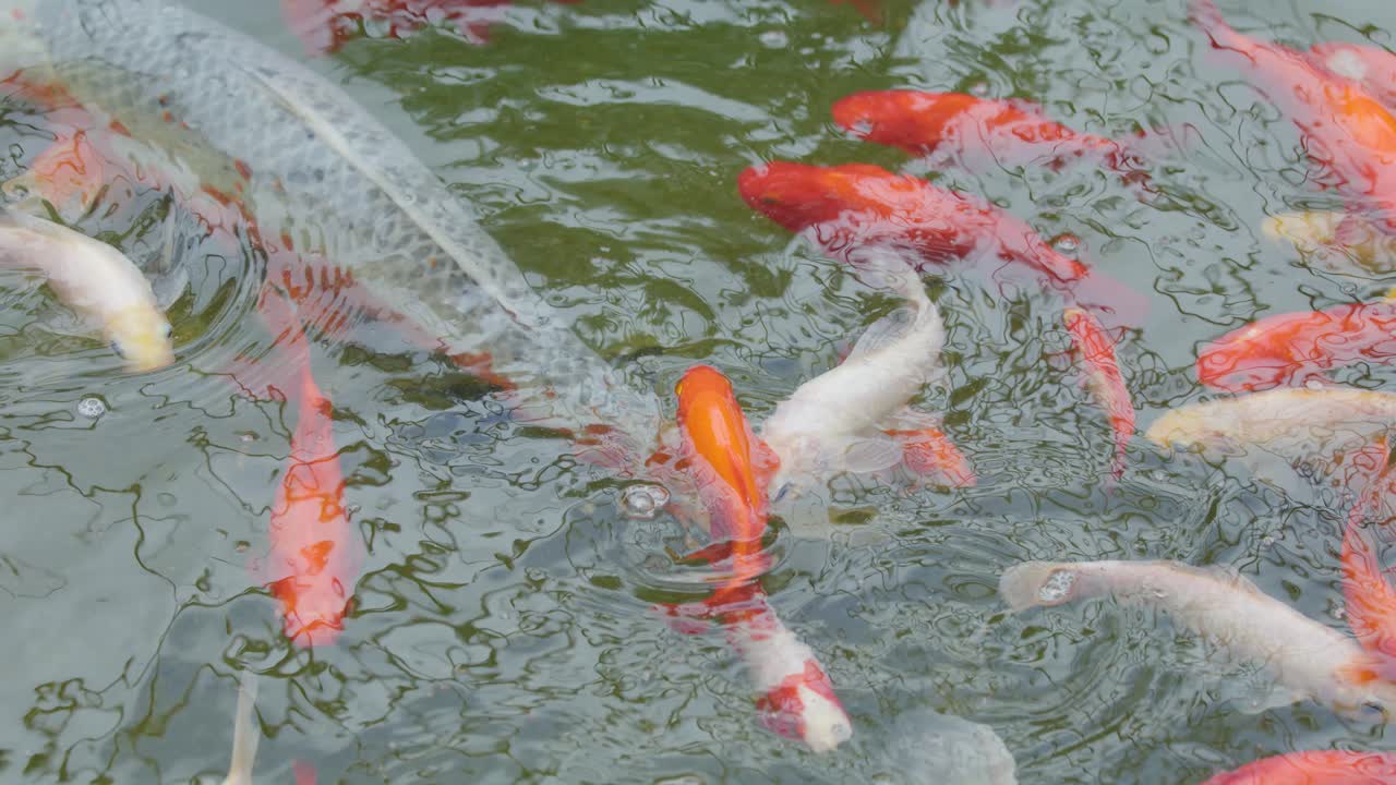 Large group of koi and goldfish swim actively in a Japanese ornamental pond. Natural daylight illuminates the water, with gentle surface ripples and overhead camera movement