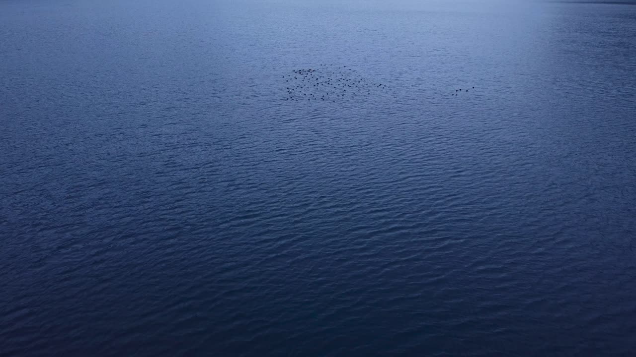 호수에 아비 무리가 돌리에게 다가갔다