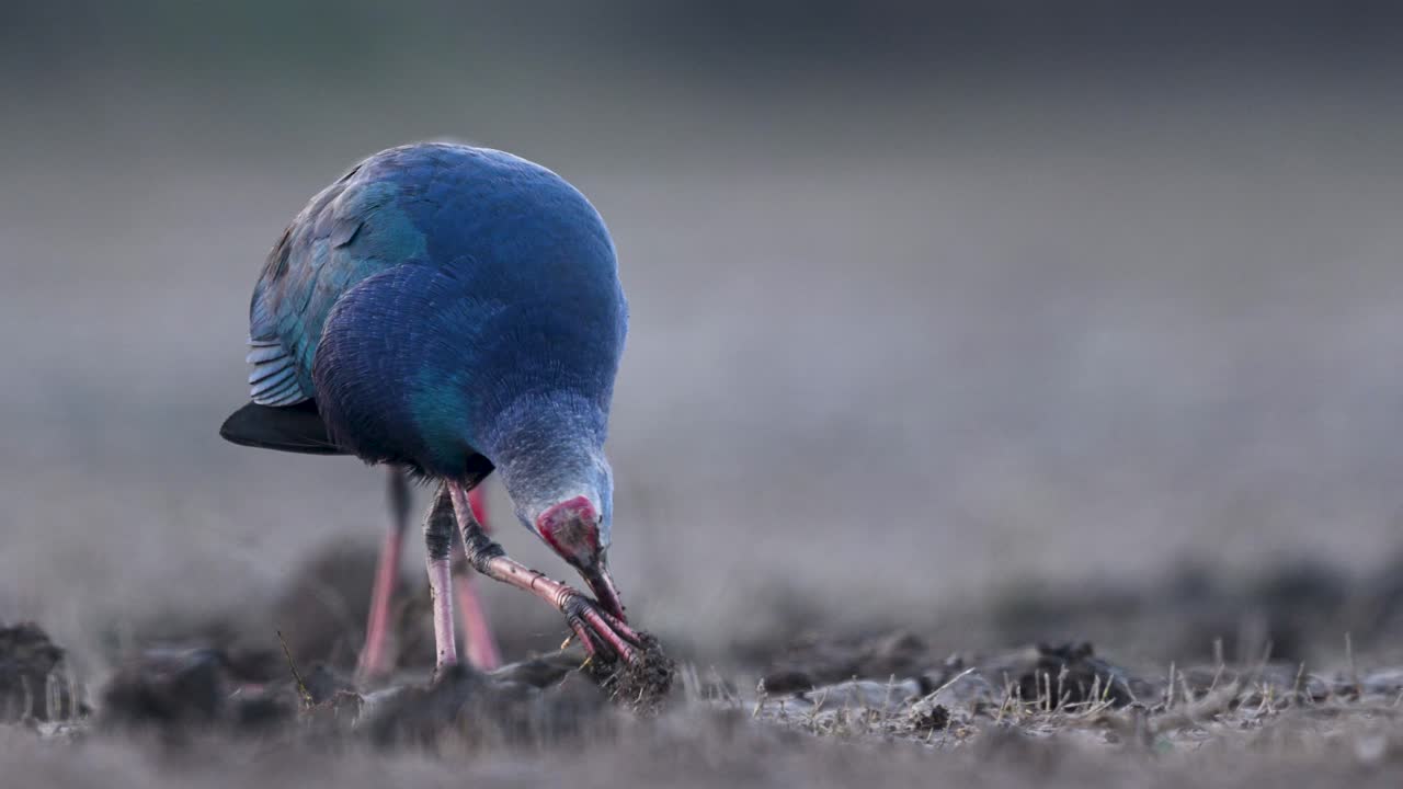This footage provides an unparalleled look at the physical tools the Grey-headed Swamphen uses to survive in the marsh