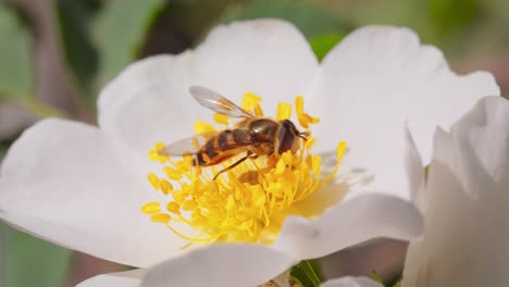 Schwebfliegen,-Blumenfliegen-Oder-Schwebfliegen,-Insektenfamilie-Syrphidae.-Sie-Tarnen-Sich-Als-Gefährliche-Insekten-Wespen-Und-Bienen.-Die-Erwachsenen-Tiere-Vieler-Arten-Ernähren-Sich-Hauptsächlich-Von-Nektar-Und-Pollenblüten.